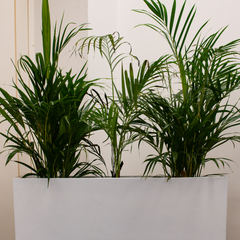 indoor office plant uniform palm 