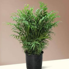Parlor Palm indoor plant 