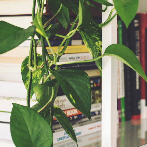 indoor hanging philodendron office plant 