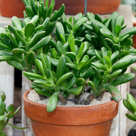 indoor plant jade houseplant 