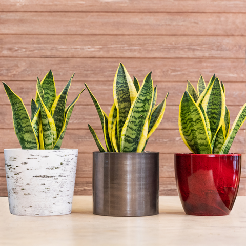 indoor snake plants for office desk 