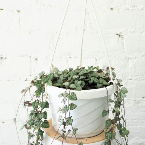 hanging indoor string of hearts office plant 