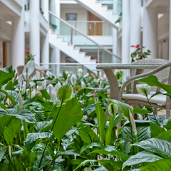 indoor plants hotel lobby