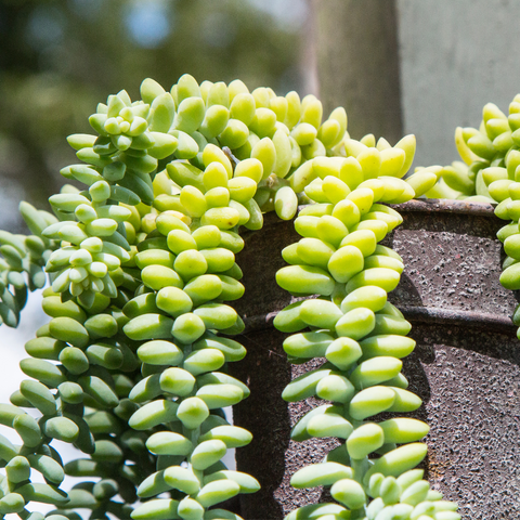 indoor hanging burro's tail office plant 