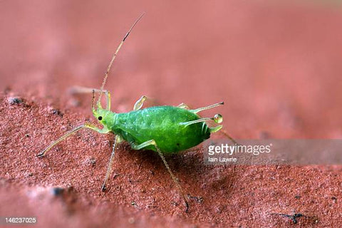 green aphids