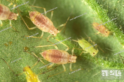 green and pink aphids