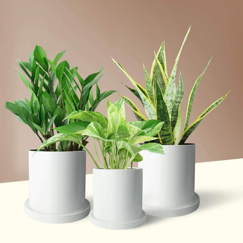 PAFE Plants easy care trio with snake plant, Pothos, and ZZ plant 