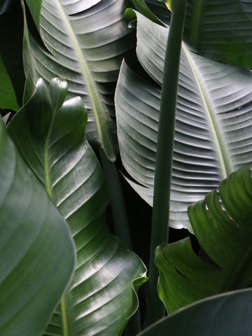 bird of paradise bird, bird of paradise indoor plant