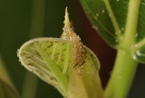 aphids on plants, bugs on plants