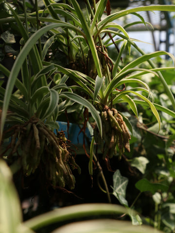 curly spider plant, spider plant indoor