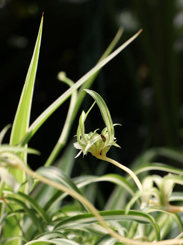 spiderettes, spider plant plantlets
