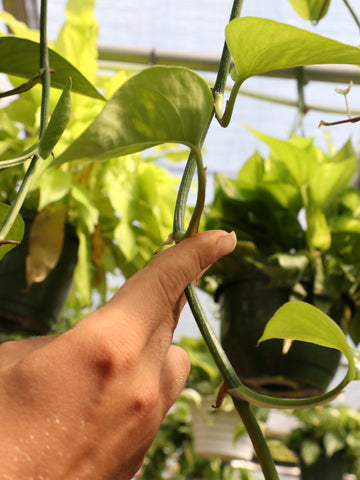 trailing pothos, how to propagate pothos