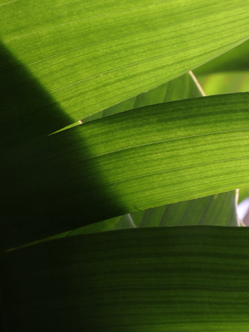 bird of paradise leaves