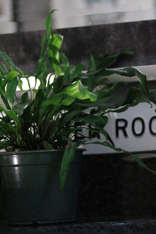 ferns for bathroom