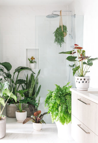 good bathroom plants, shower plants