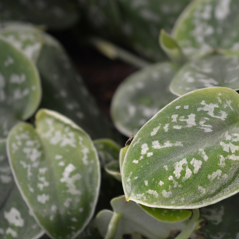 indoor hanging silver Satin Pothos