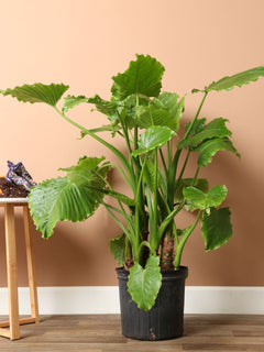 Large Alocasia 'Odora'