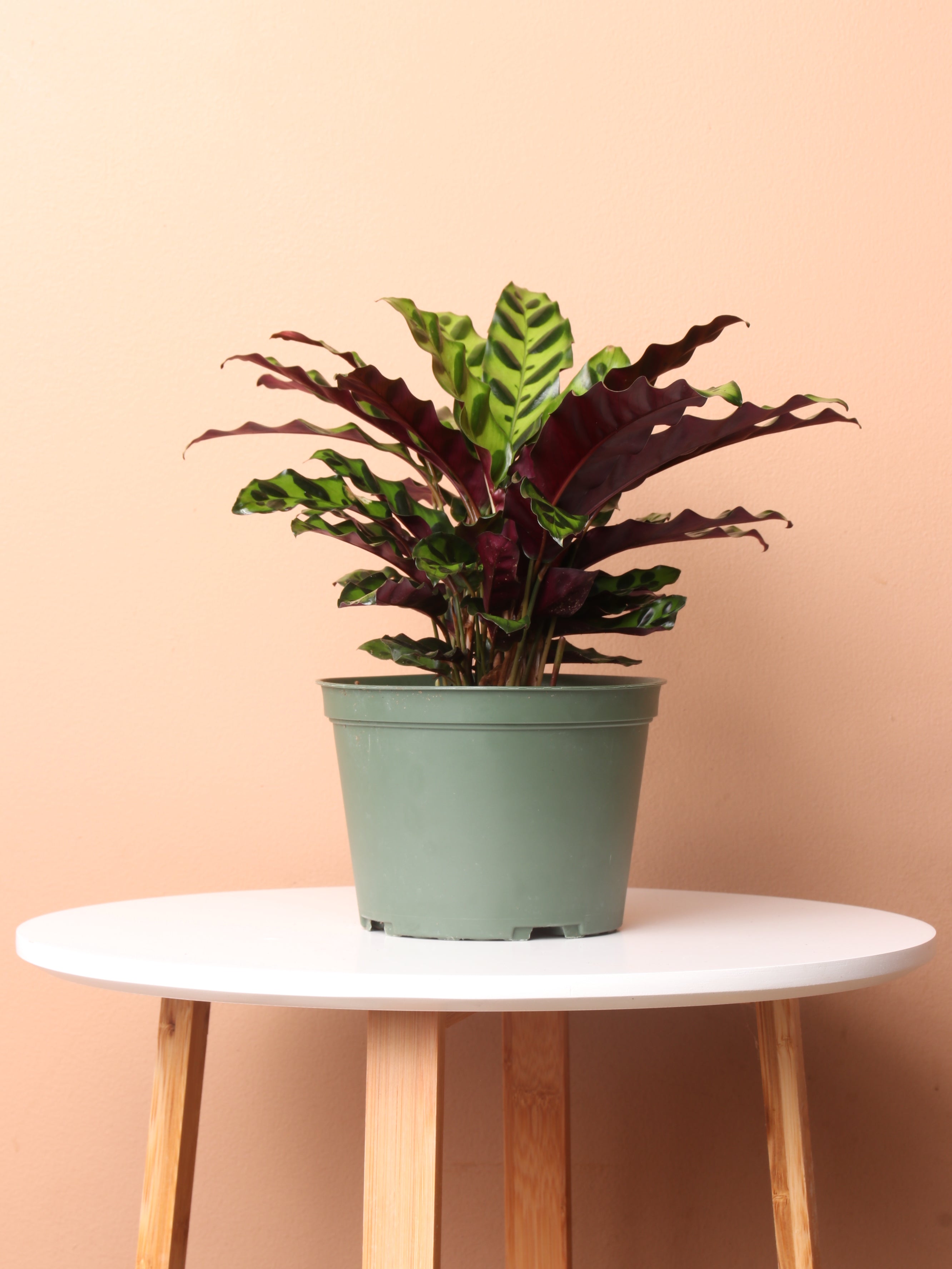 Calathea Pinstripe  Indoor House Plants Delivered to Y