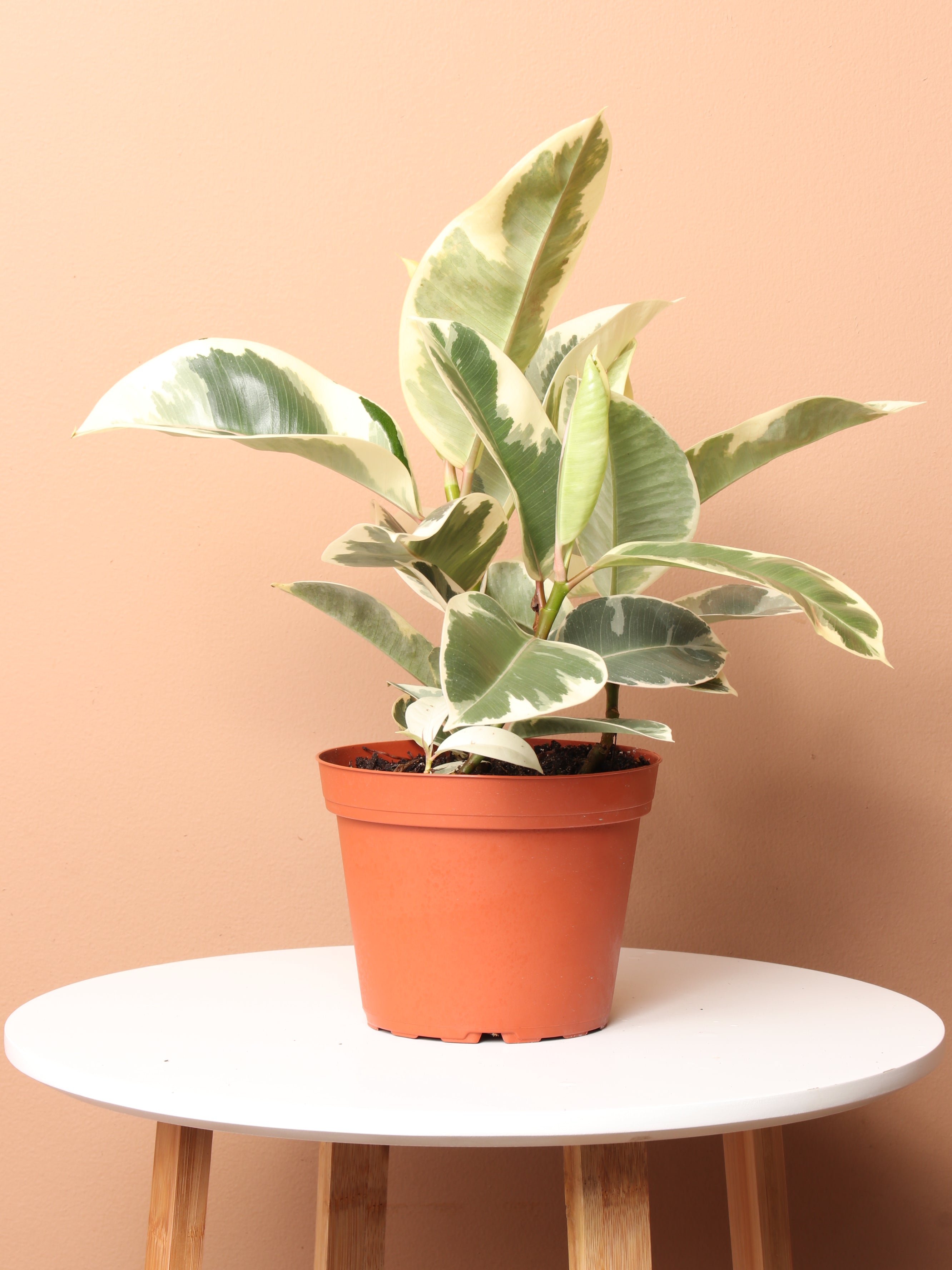 Ficus Audrey Tree With Mid-Century Pot Extra Large 5-6 ft tall, potted  plant, shipped by Léon & George