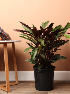 Large Calathea Rufibarba