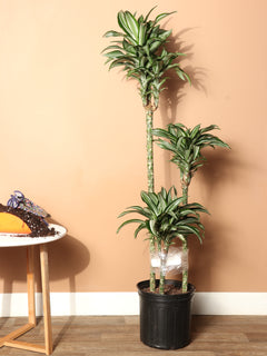 Extra Large Dracaena 'Warneckii'