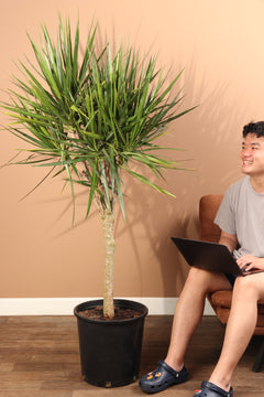 Full Size Dracaena Marginata Stump