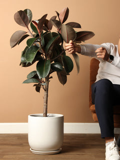 Extra Large Rubber Tree Std