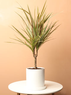 Small Dracaena Marginata Stump