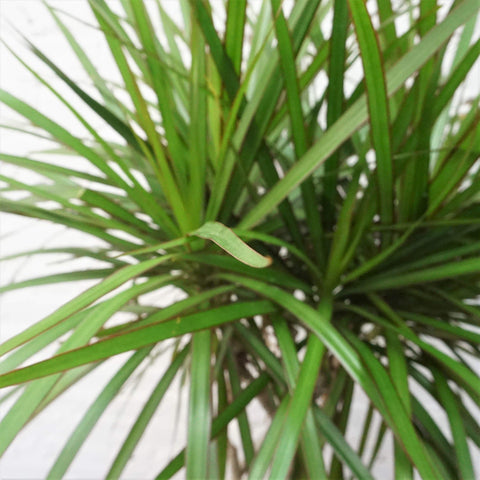 Large Dracaena Marginata Braided Dahing Plants