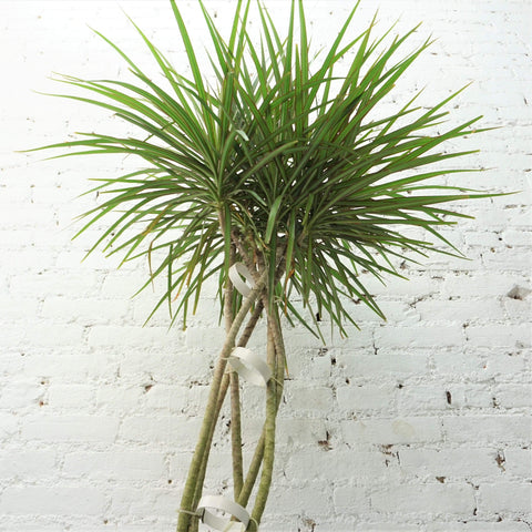 Large Dracaena Marginata Braided Dahing Plants