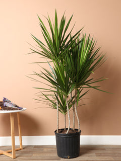 Extra Large Dracaena Marginata