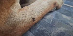 what can you put on bug bites on dogs