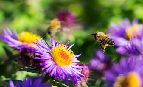 honeybees approaching a flower