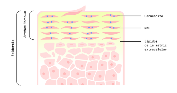 epidermis capa de la piel