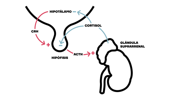 Esquema de síntesis de cortisol 