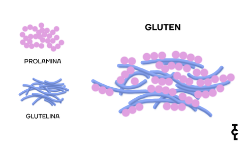 Molécula de gluten