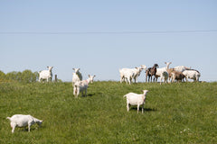 dairy goats on hill