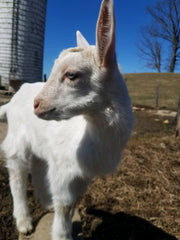 baby goat, saanen baby, Little Adventures of  Freya - playful little goat!