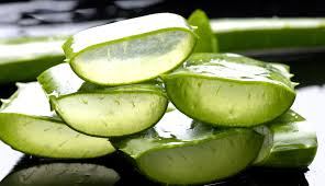 Aloe Vera - This is why we use it in our Moisturizers and Face Cream