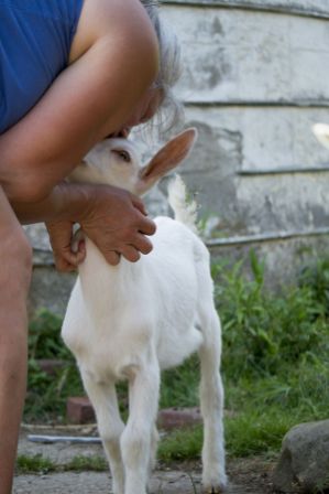 kissing baby goat
