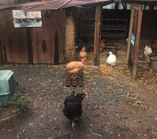 Treats for Chickens Winter coop Dawn