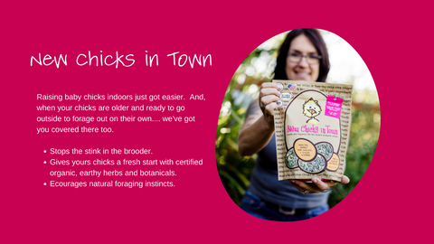 Treats For Chickens New Chicks in Town supplement. Organic Ingredients, benefits. Healthy and beautifully chicks. Modern backyard chicken parents. New Chicks in Town supplement for your new feathered friends- chicks.