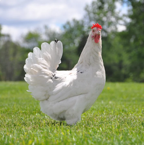 Austra White chicken breed Best egg laying chicken breeds healthy hen wellness
