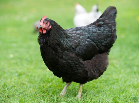 Black Australorp Chicken Breed Hen walking on the green grass. Nationwide egg shortage egg laying hens laying egg prices surged price of eggs skyrocketed