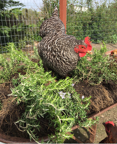 Chickens and rosemary