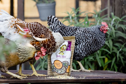 Treats for Chickens. September is Organic Month. USDA + CCOF seal + label what is organic + certified organic. With Certified Organic Treats + Non-GMO Treats for Chickens treats, supplements, herbal nesting box blend, + poultry care + toys. Backyard Chicken Parents flock to Treats for Chickens to treat their pet chickens + poultry.