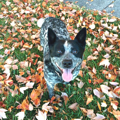 Treats for Chickens celebrating Take Your Dog To Work Day (TYDTWD) for a fluffy family member the dog. Cute Australian Cattle Dog smiling and staring at you with fall autumn leaves in the background. 