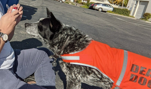 Treats for Chickens celebrating Take Your Dog To Work Day (TYDTWD) for a fluffy family member the dog. Treats for Chickens Australian cattle dog Charles begging for food in the parking lot.