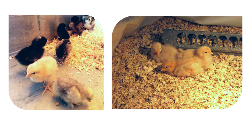 Baby Chicks in nesting box