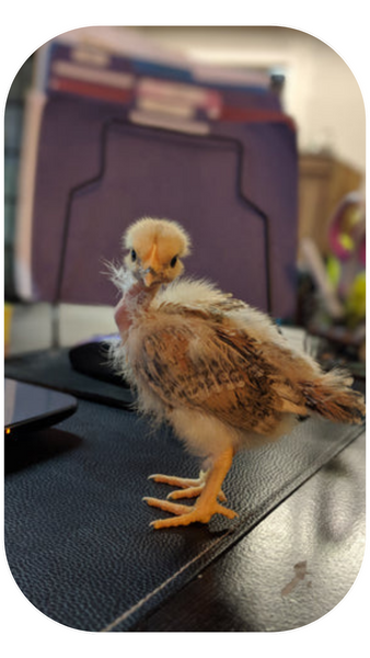 Tooti The Camping Chicken when she was an office chick